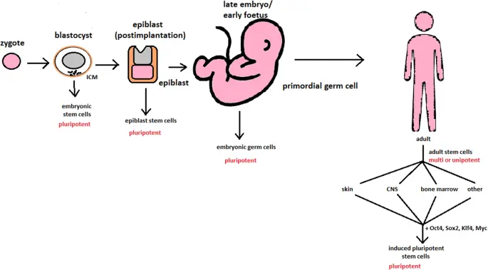 The Global Landscape of Stem Cell Therapy